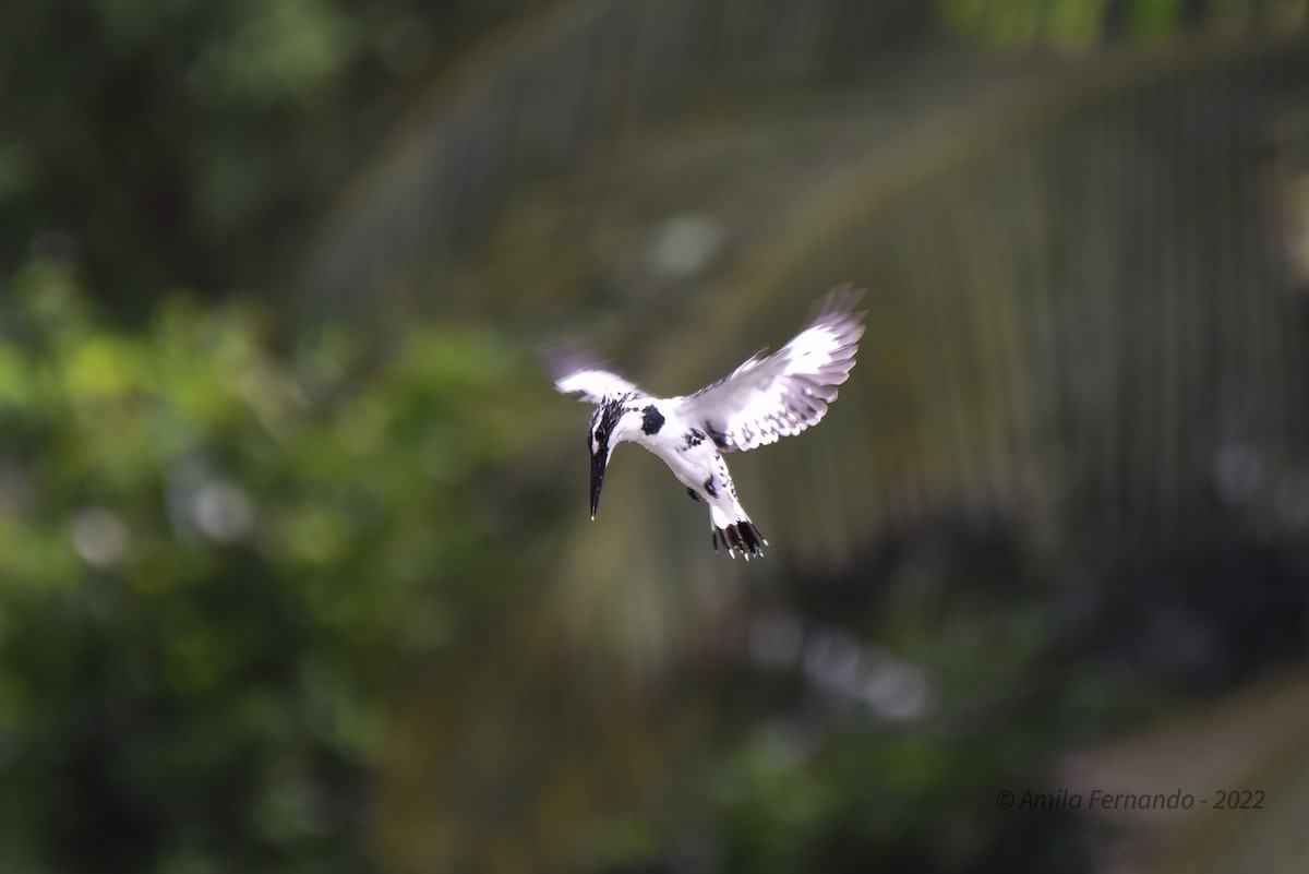 Pied Kingfisher - ML473609751