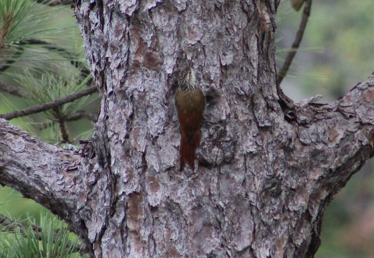 White-striped Woodcreeper - ML473609981