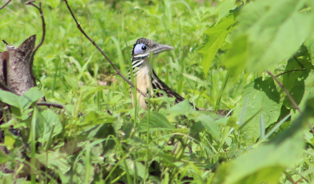 Lesser Roadrunner - Tommy DeBardeleben