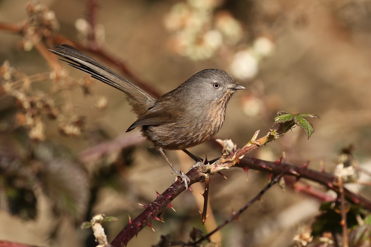 Wrentit - Bob Friedrichs