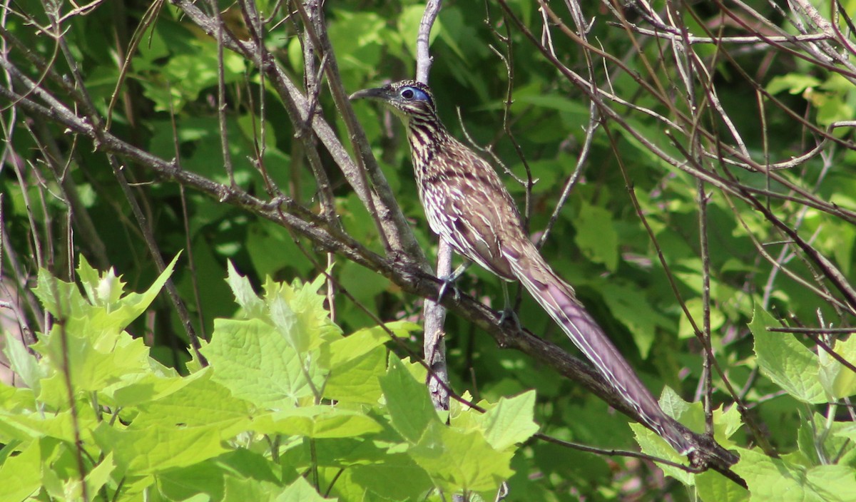 Lesser Roadrunner - Tommy DeBardeleben