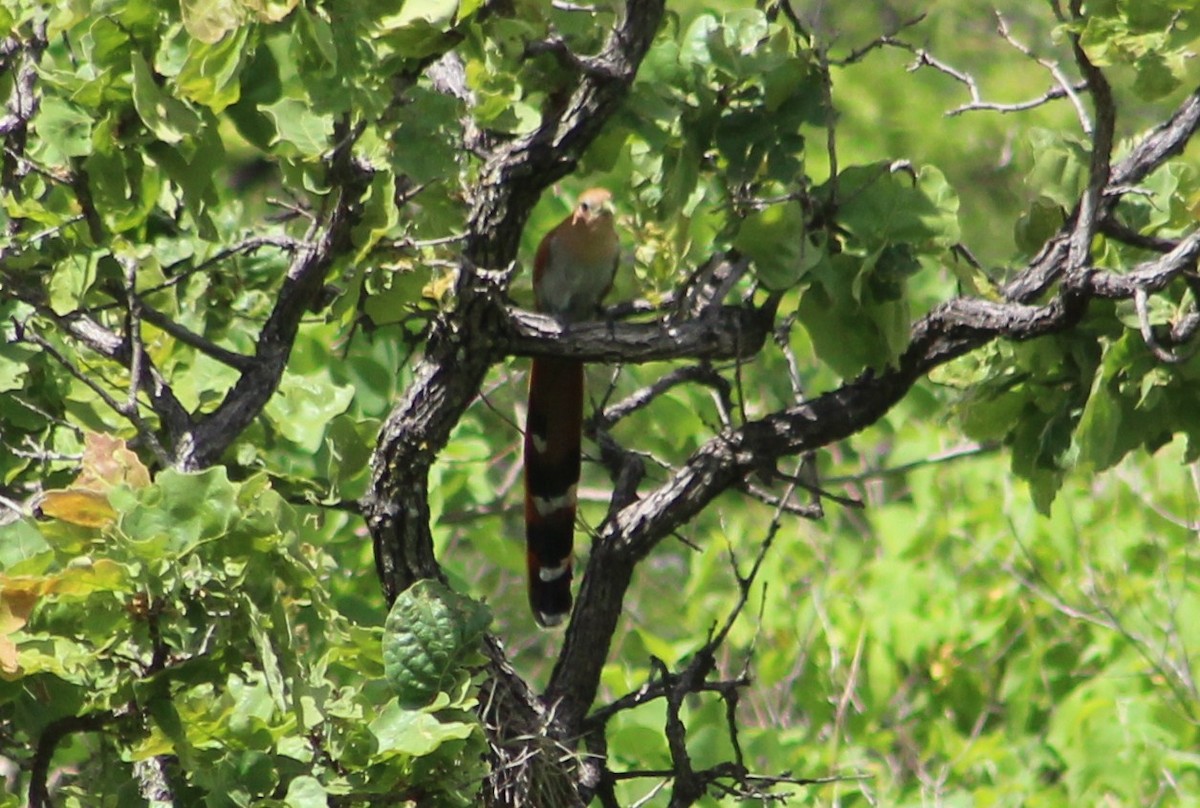Squirrel Cuckoo (West Mexico) - ML473610711