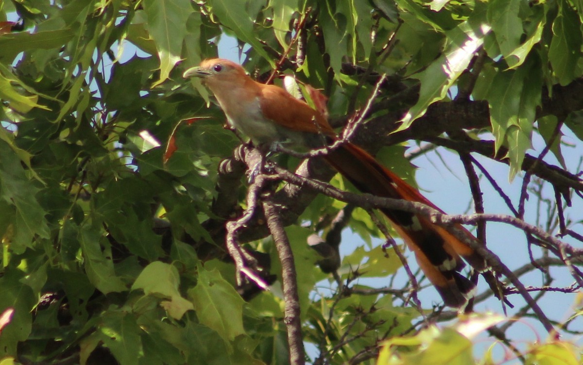 Squirrel Cuckoo (West Mexico) - ML473610741