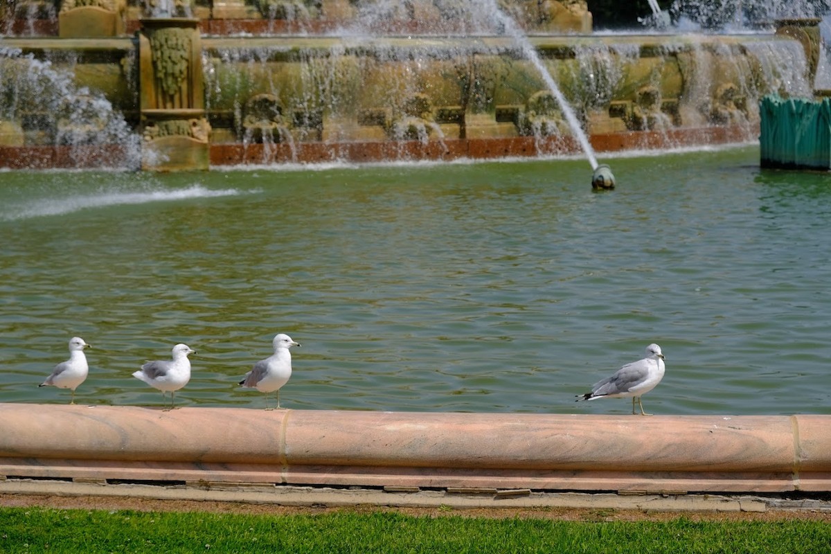 Ring-billed Gull - ML473613191