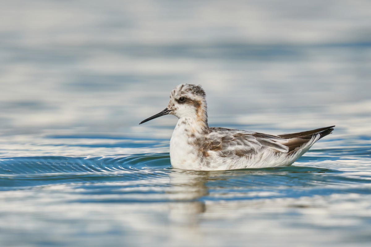 Red-necked Phalarope - Grigory Heaton