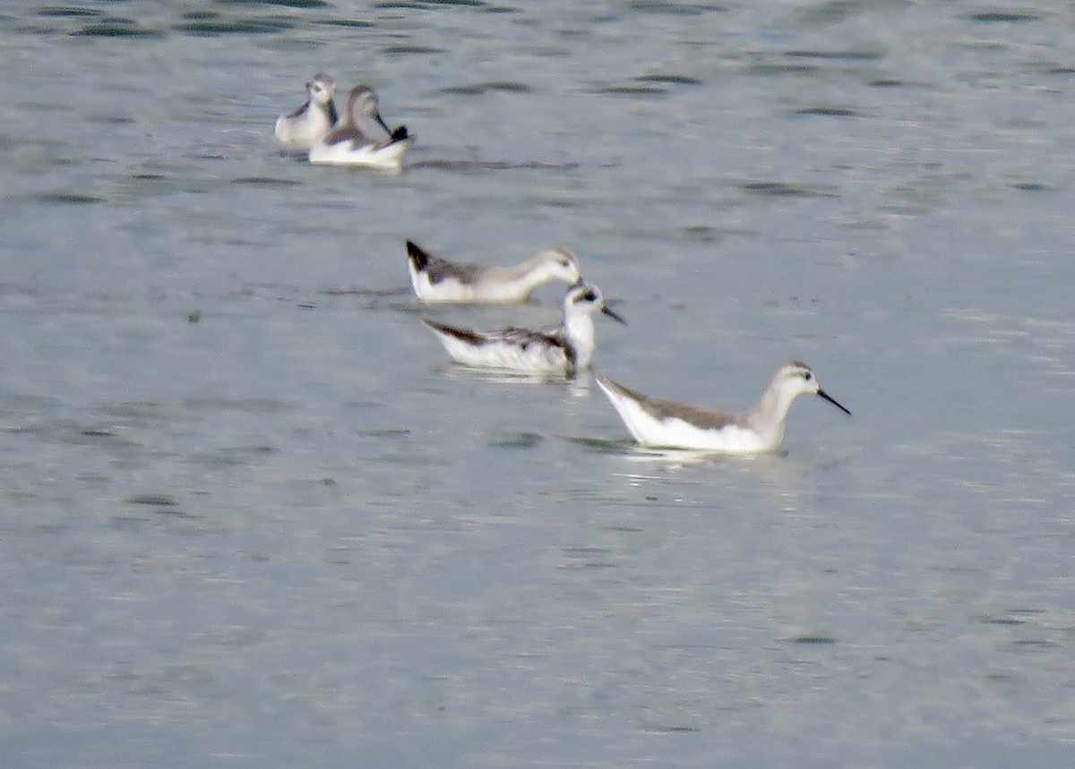 Phalarope à bec étroit - ML473614691