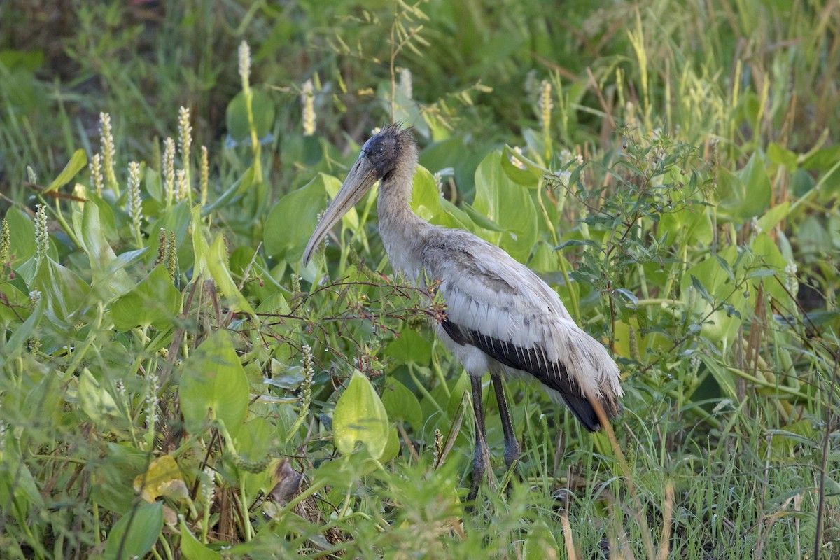 Wood Stork - Lee Jones