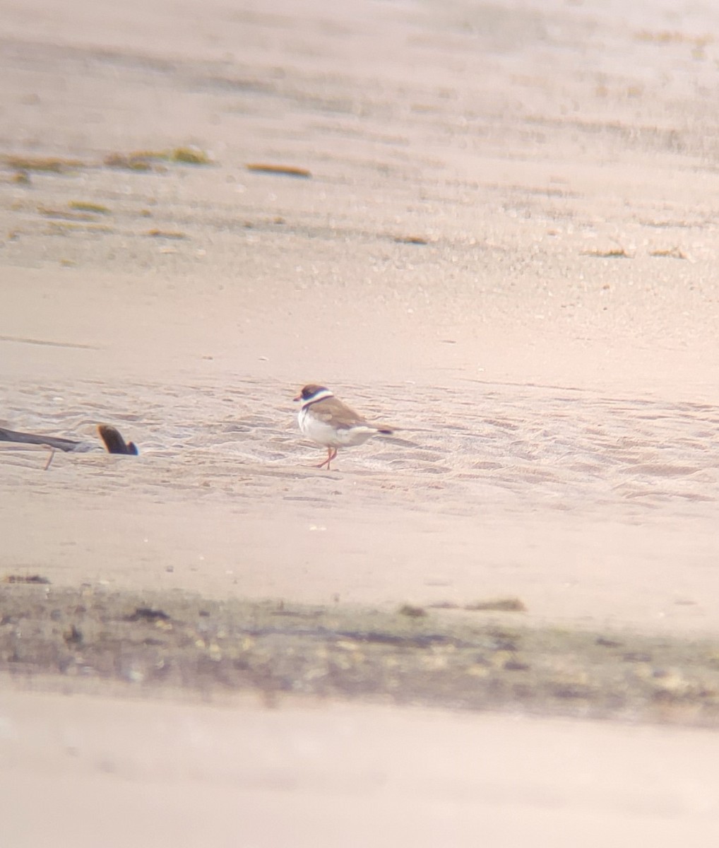 Semipalmated Plover - ML473615081
