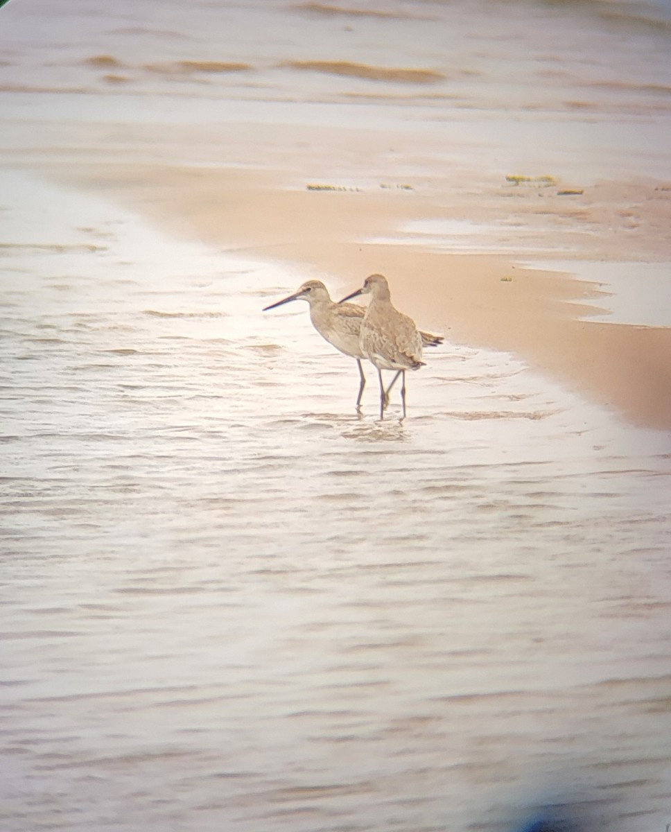 Willet - ML473615141