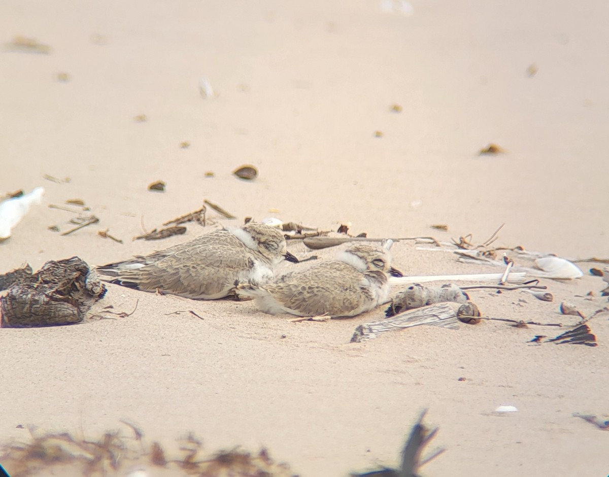 Piping Plover - ML473615981