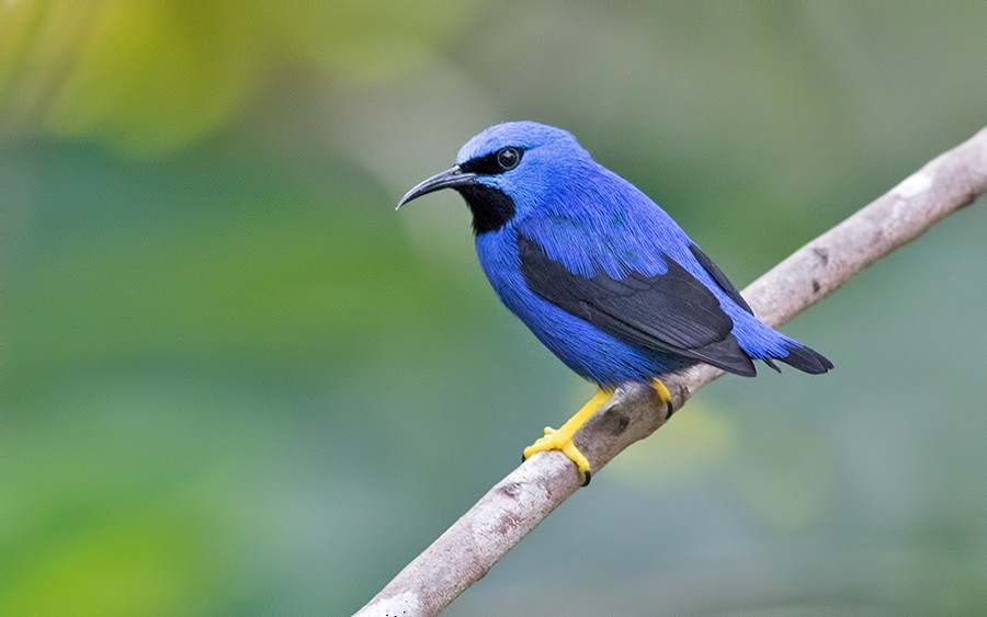 Shining Honeycreeper - ML47361611