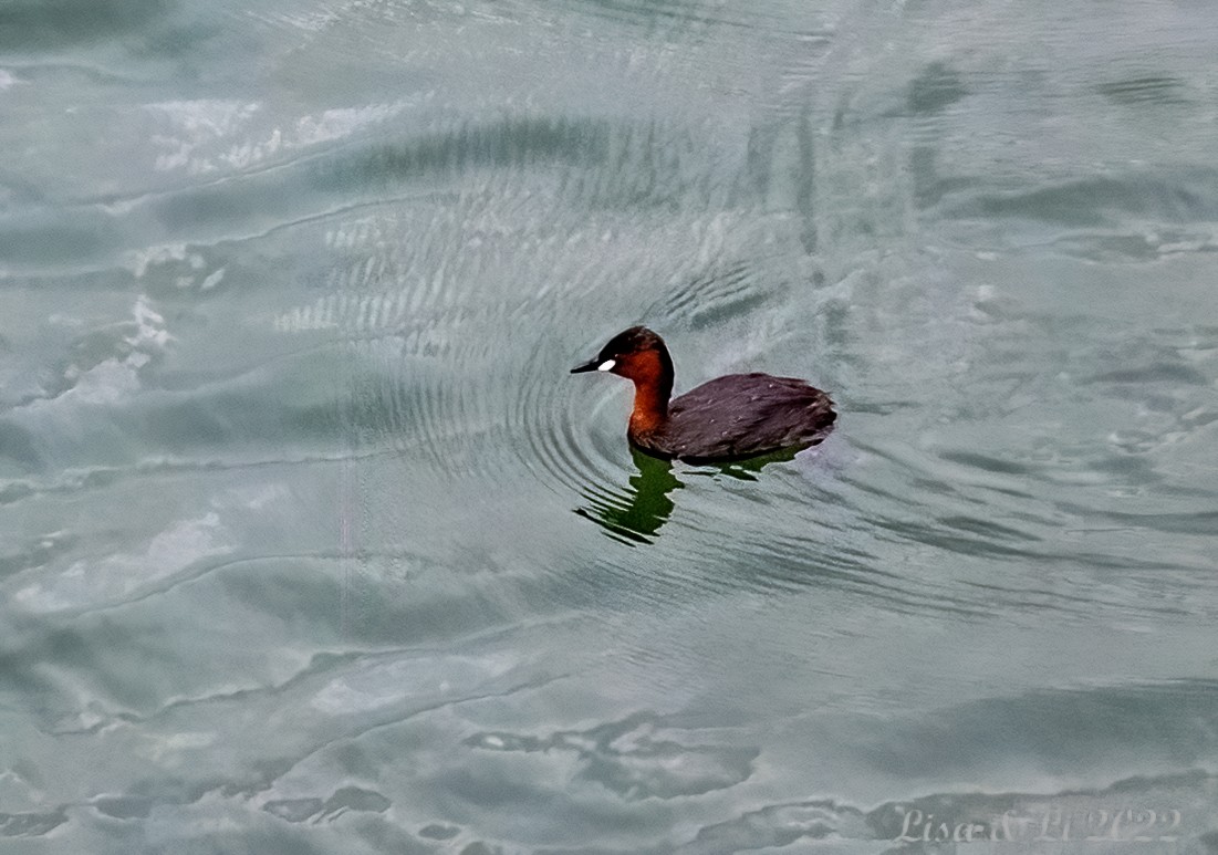 Little Grebe - Lisa & Li Li