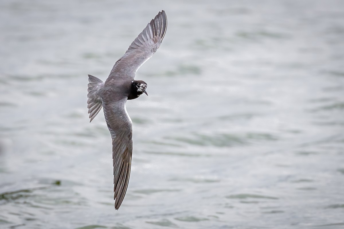 Black Tern - Anonymous