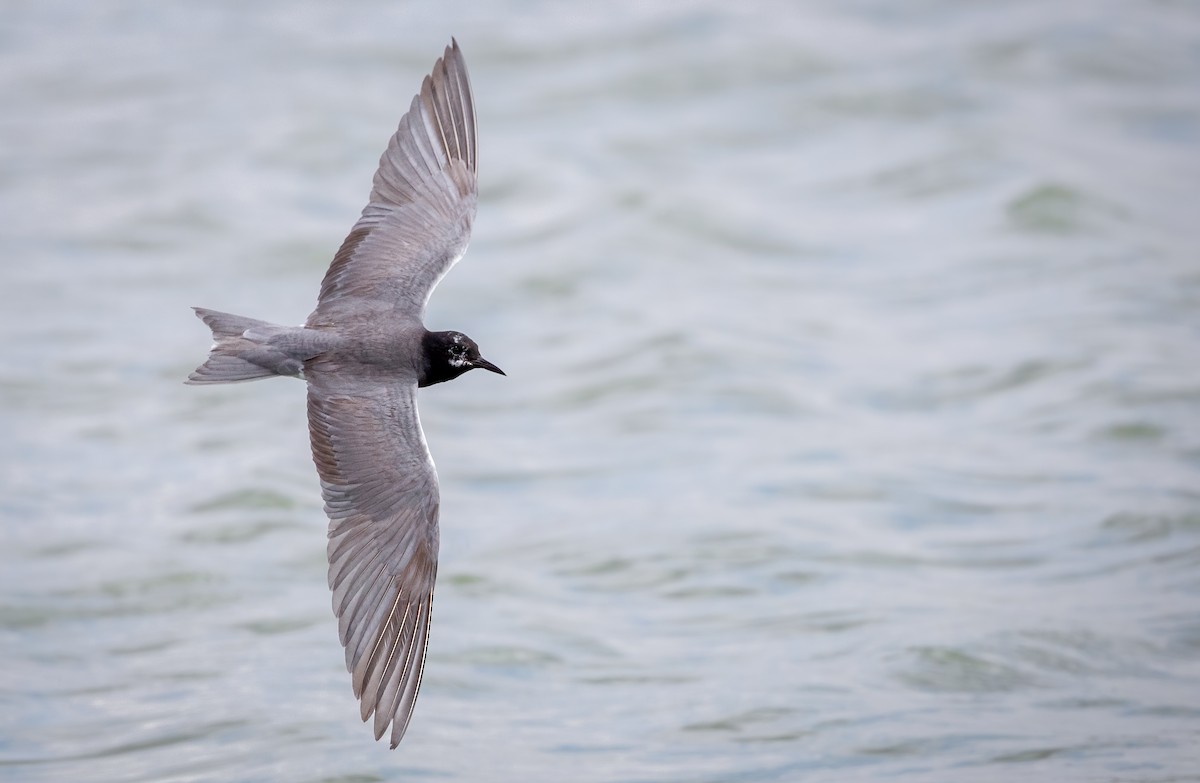 Black Tern - Anonymous