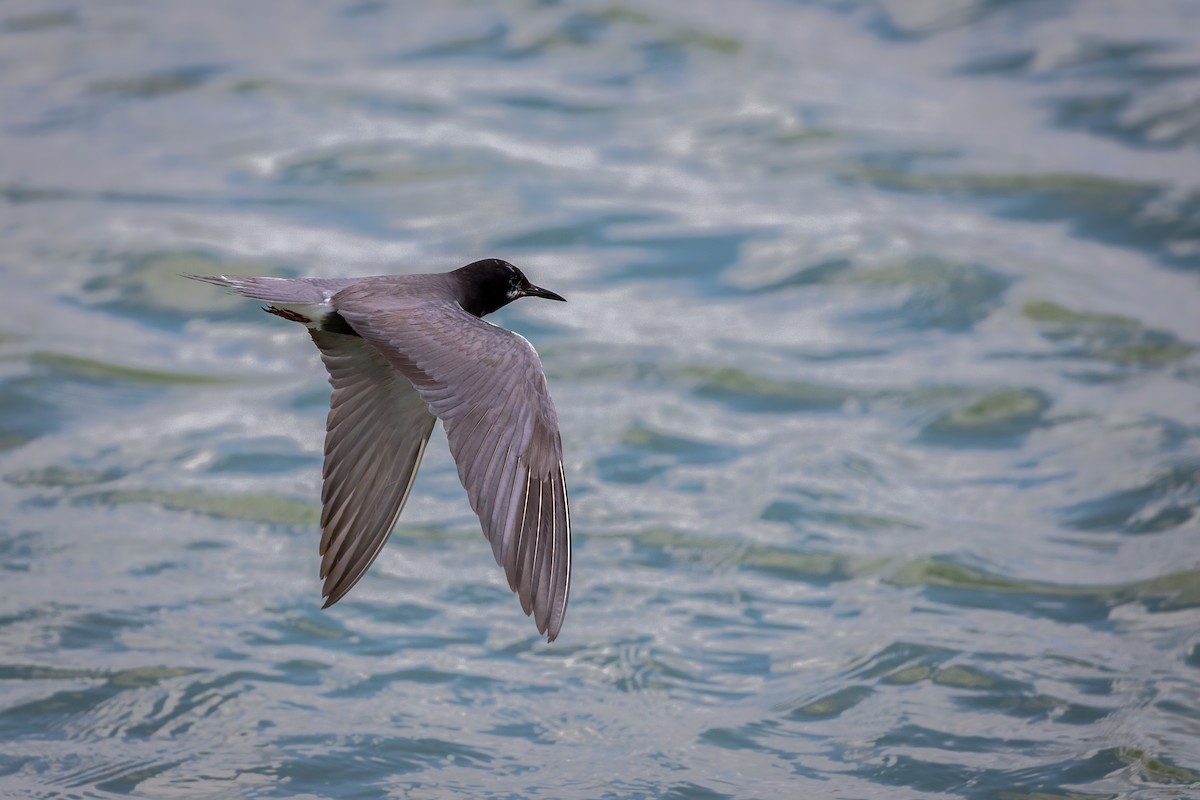 Black Tern - Anonymous