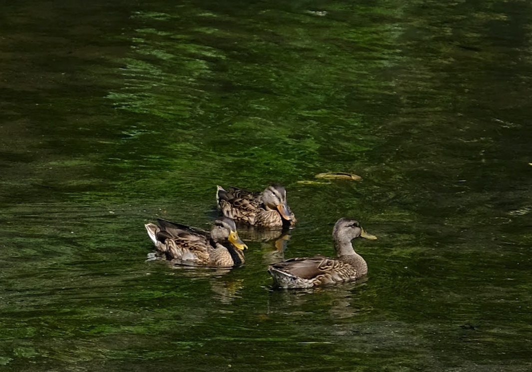 Mallard - ML473619231