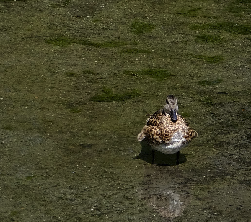 Green-winged Teal - ML473619251