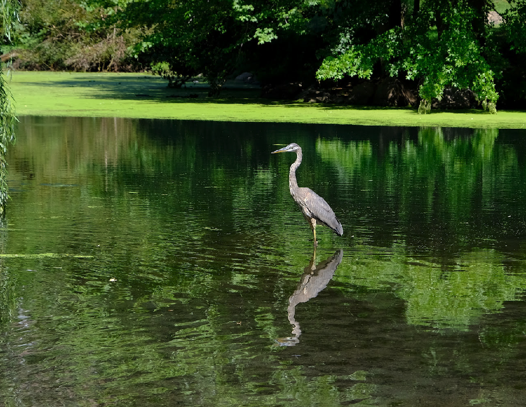 Great Blue Heron - ML473619281
