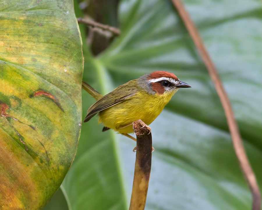 Chestnut-capped Warbler - ML47361931