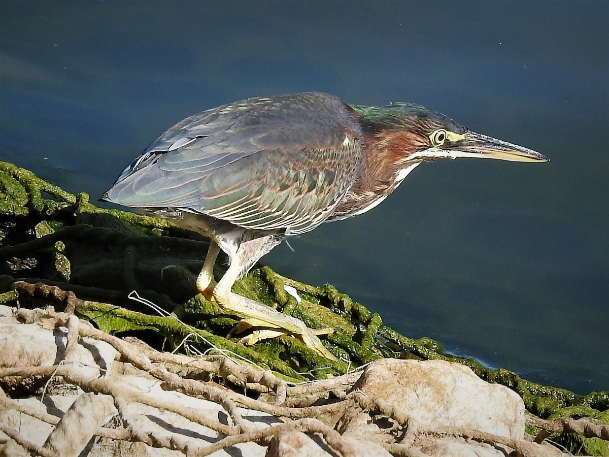 Green Heron - ML473619401