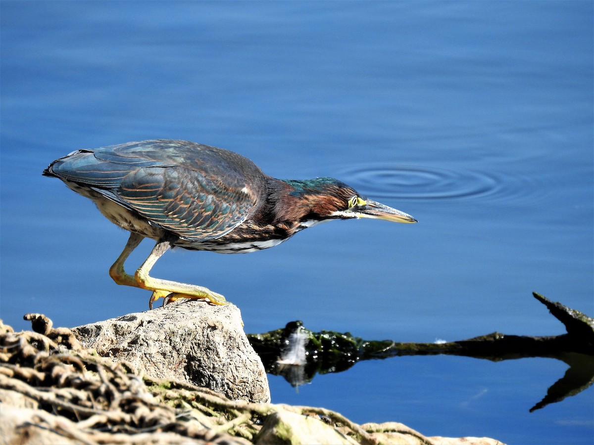 Green Heron - ML473619561