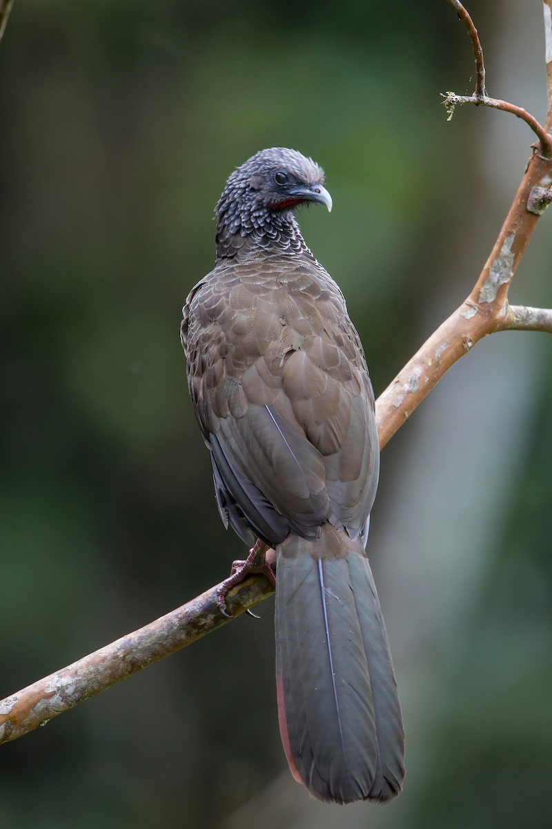 Colombian Chachalaca - Robert Lewis