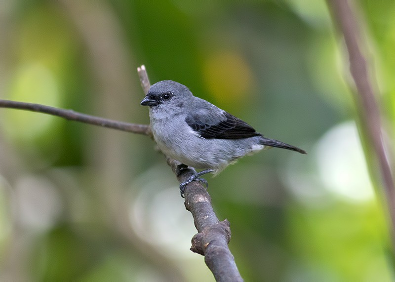 Plain-colored Tanager - Sam Woods