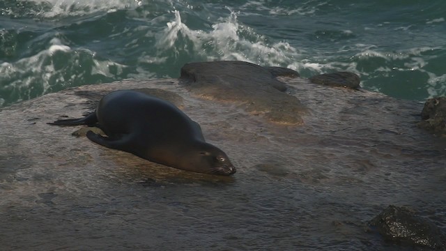 California sea lion - ML473622