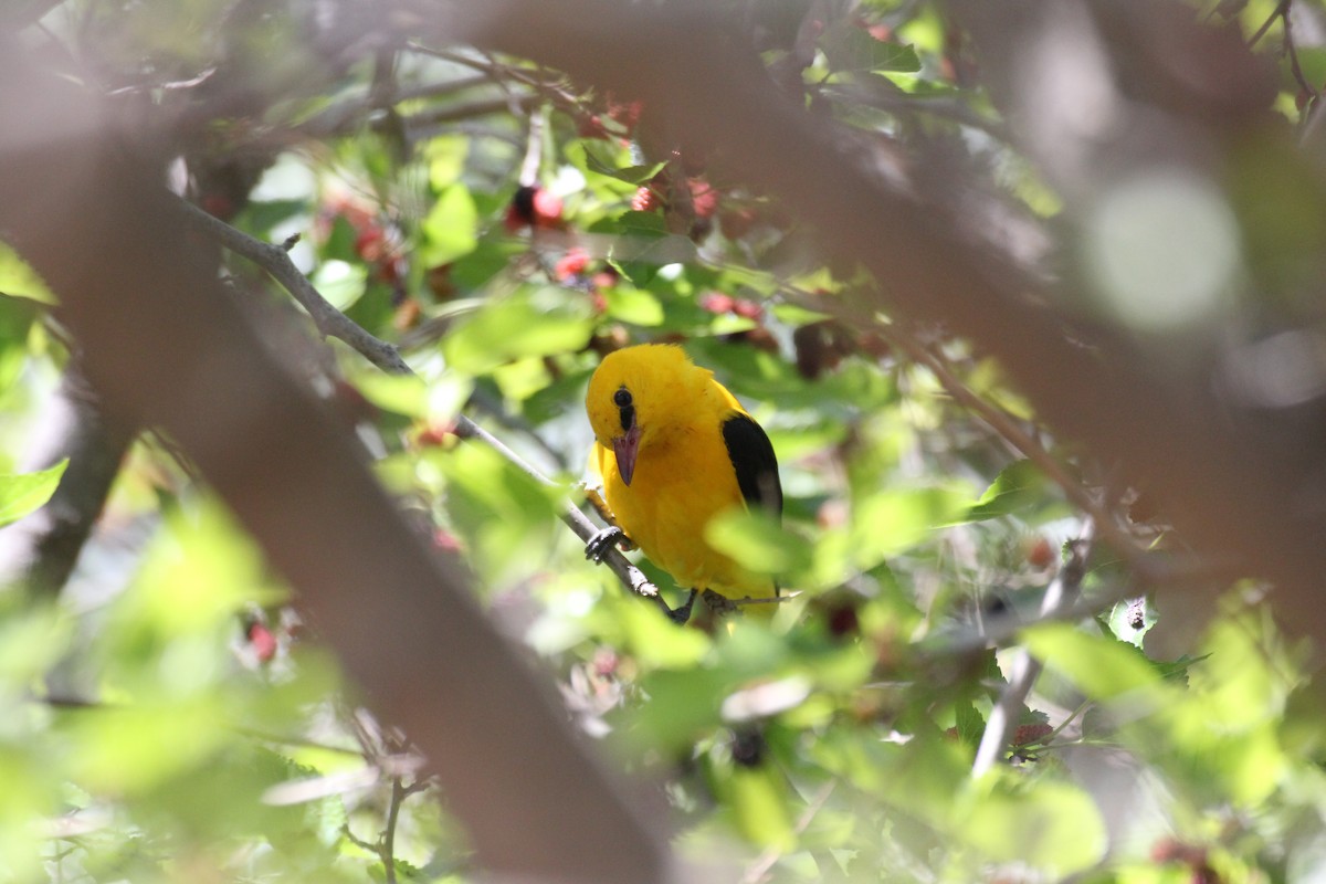 Eurasian Golden Oriole - ML473622241