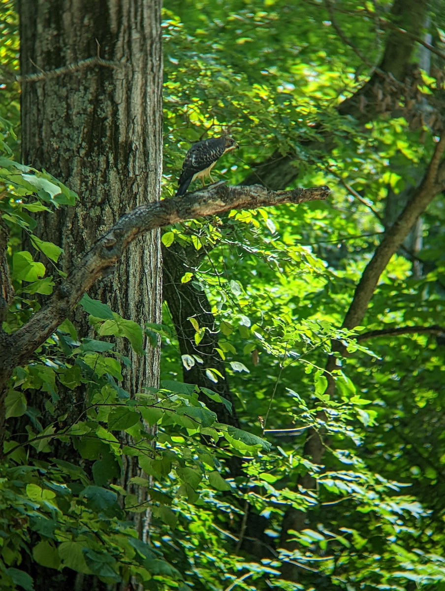 Broad-winged Hawk - ML473623281