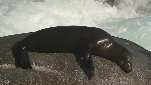 California sea lion - ML473624