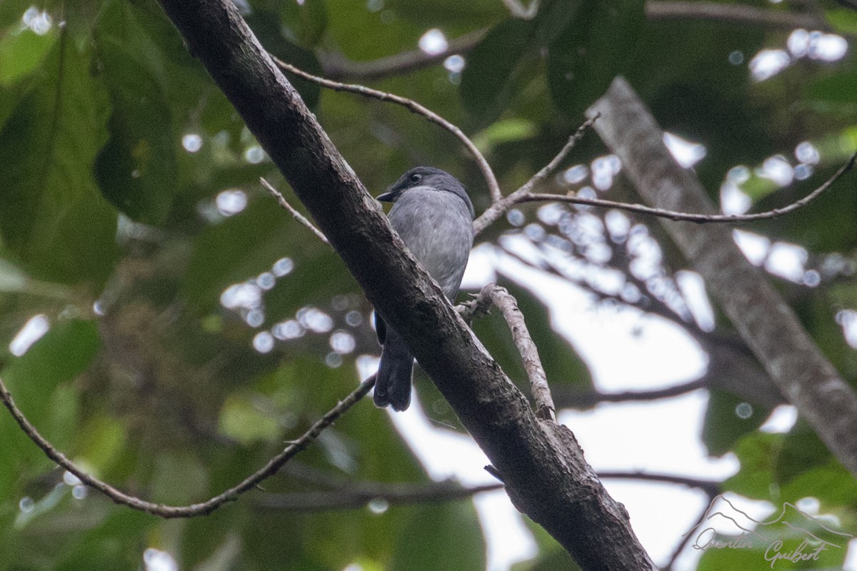 Tessmann's Flycatcher - Quentin Guibert