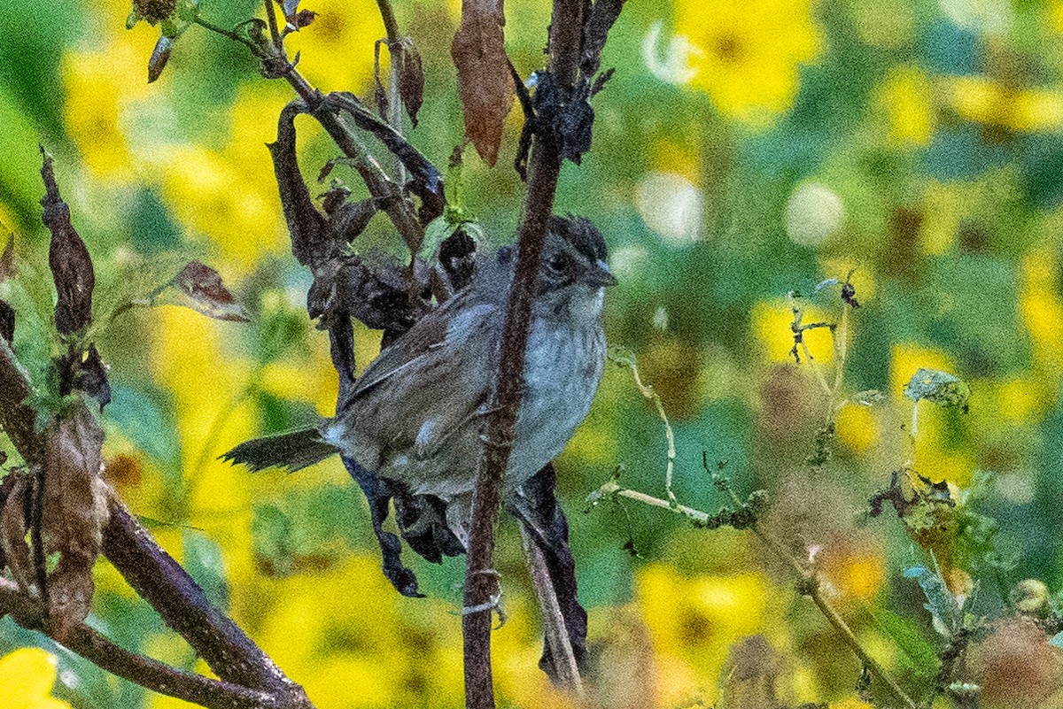 Swamp Sparrow - ML473624151
