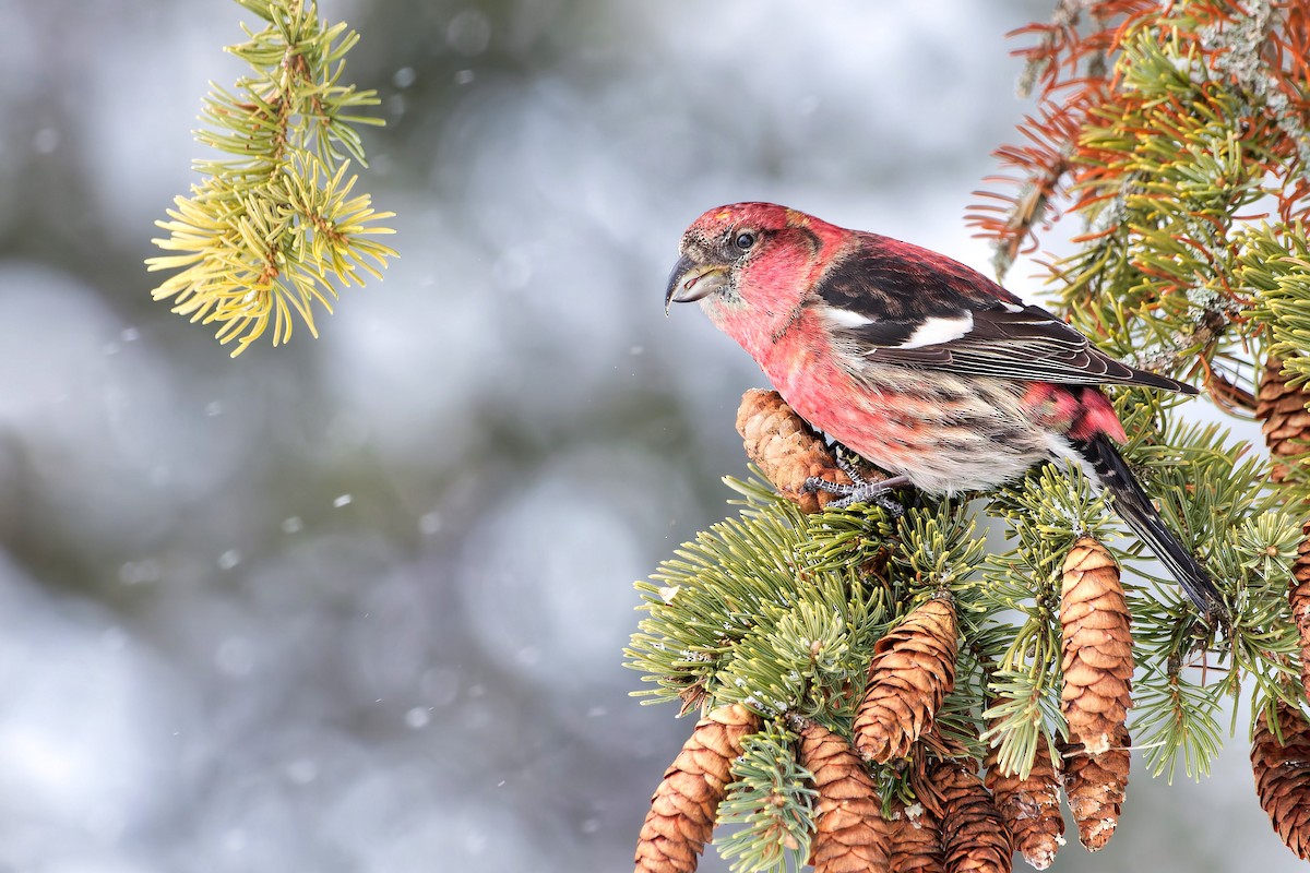 White-winged Crossbill - ML473624991