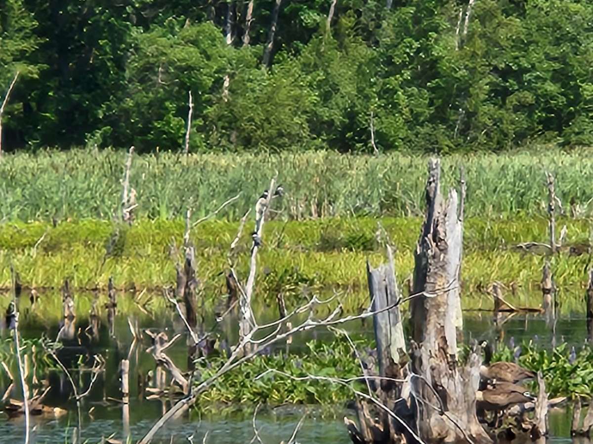 Belted Kingfisher - ML473625151