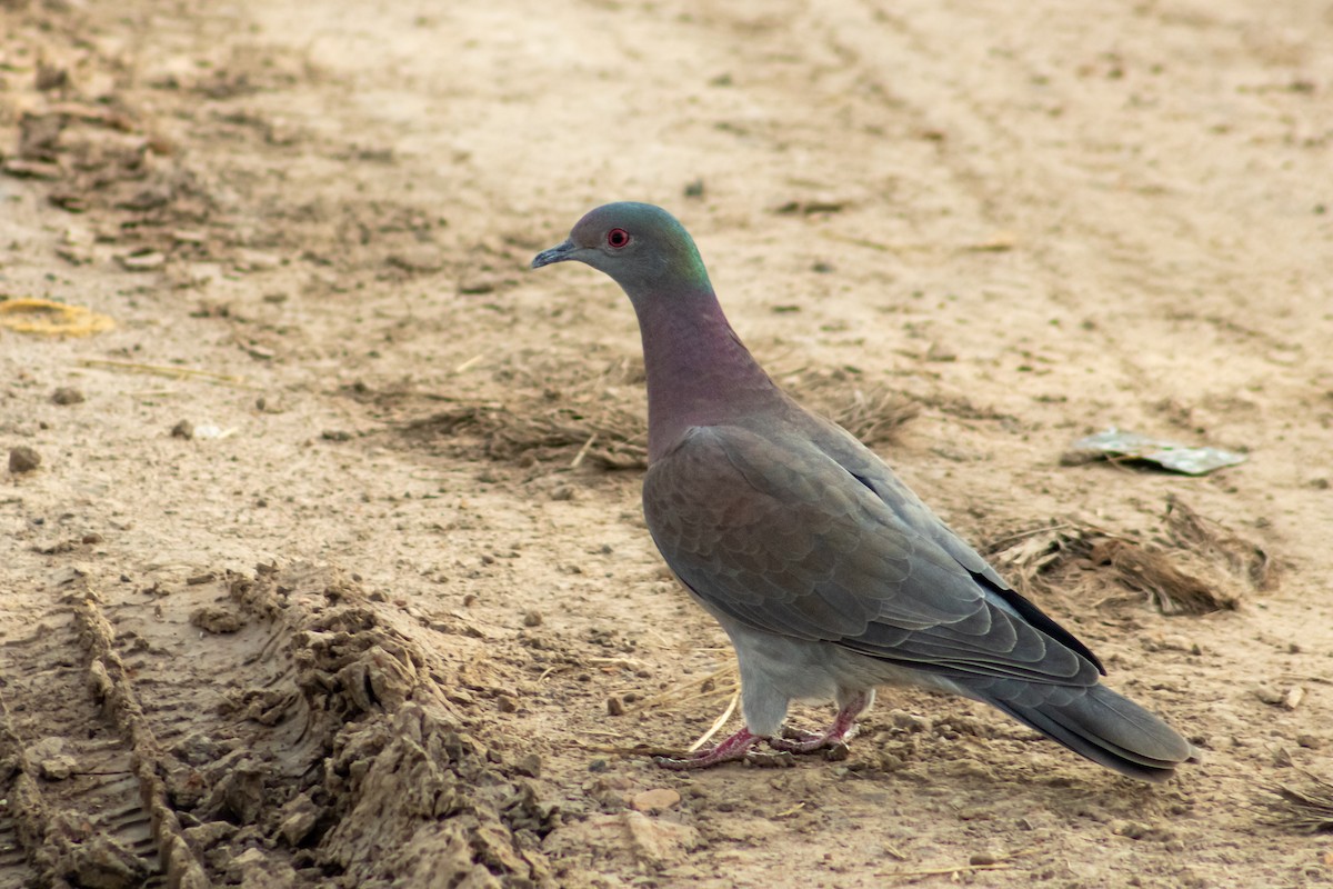 Pale-vented Pigeon - Francisco Valdevino Bezerra Neto