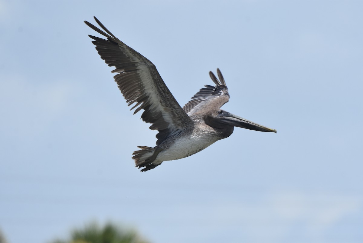 Brown Pelican - ML473625641