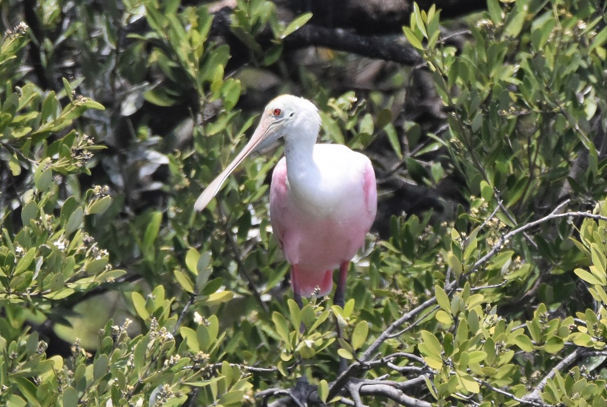 Roseate Spoonbill - Michael Schall