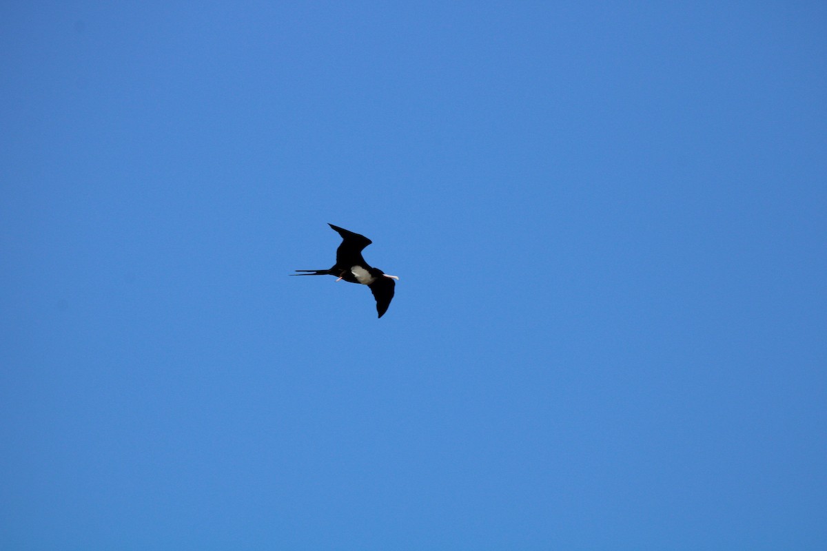 Great Frigatebird - Tristan Hennig