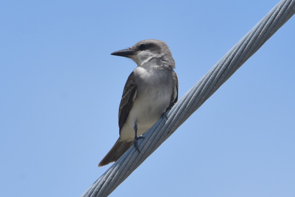 Gray Kingbird - ML473626121