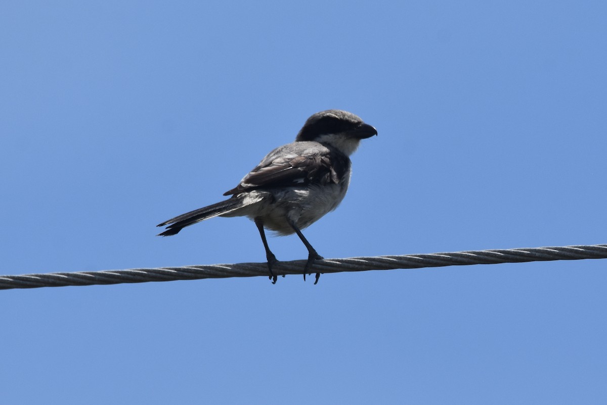 Loggerhead Shrike - ML473626321