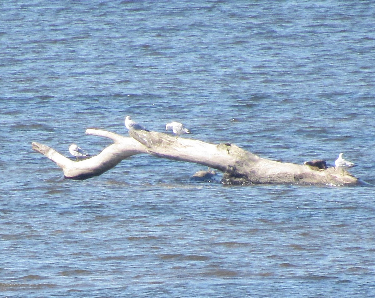 Ring-billed Gull - ML473627781