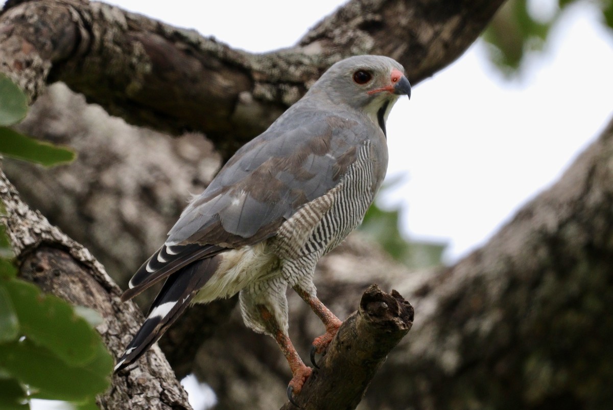 Lizard Buzzard - ML473628631