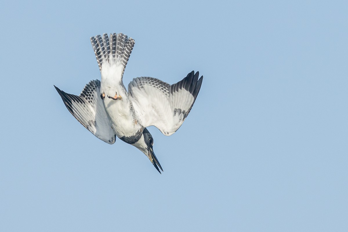 Belted Kingfisher - ML473630591