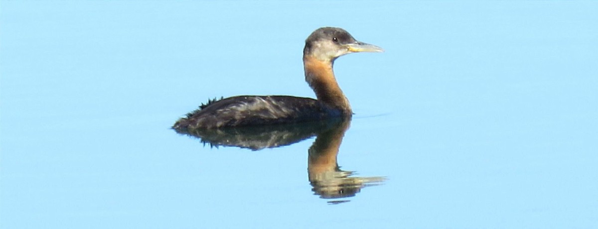 Red-necked Grebe - shawn richmond