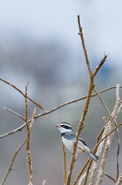 ムナグロマユシトド - ML473633331