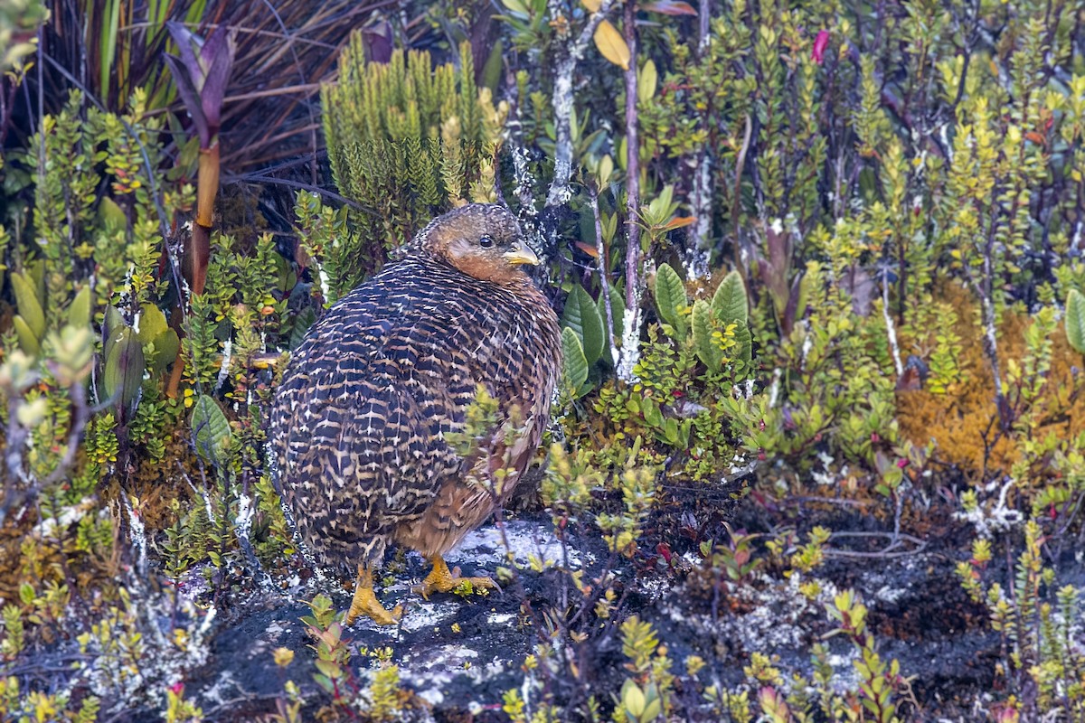 Snow Mountain Quail - ML473634141