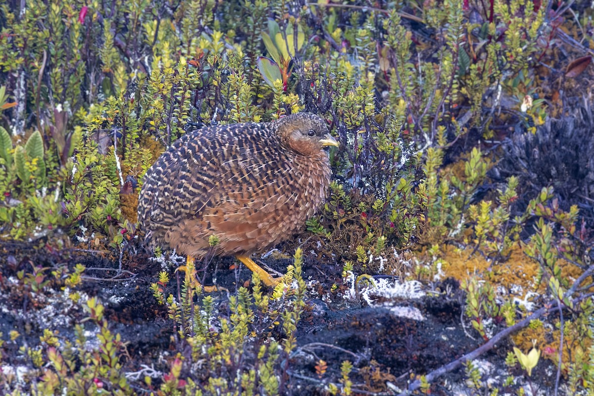 Snow Mountain Quail - ML473634151