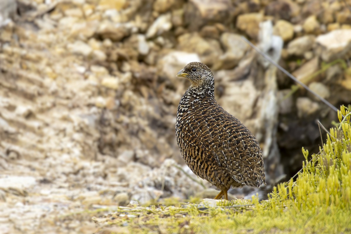 Snow Mountain Quail - ML473634181