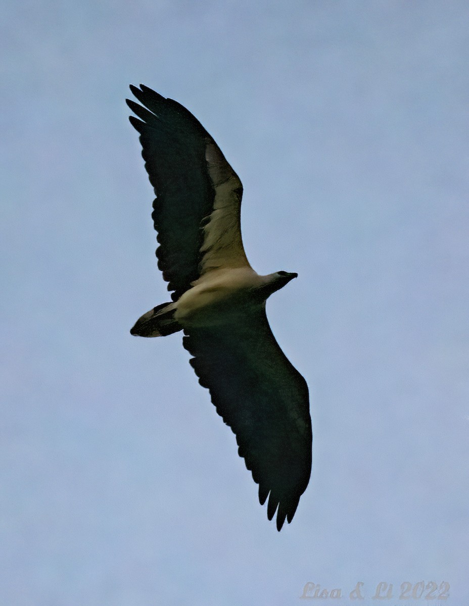 White-bellied Sea-Eagle - ML473634231